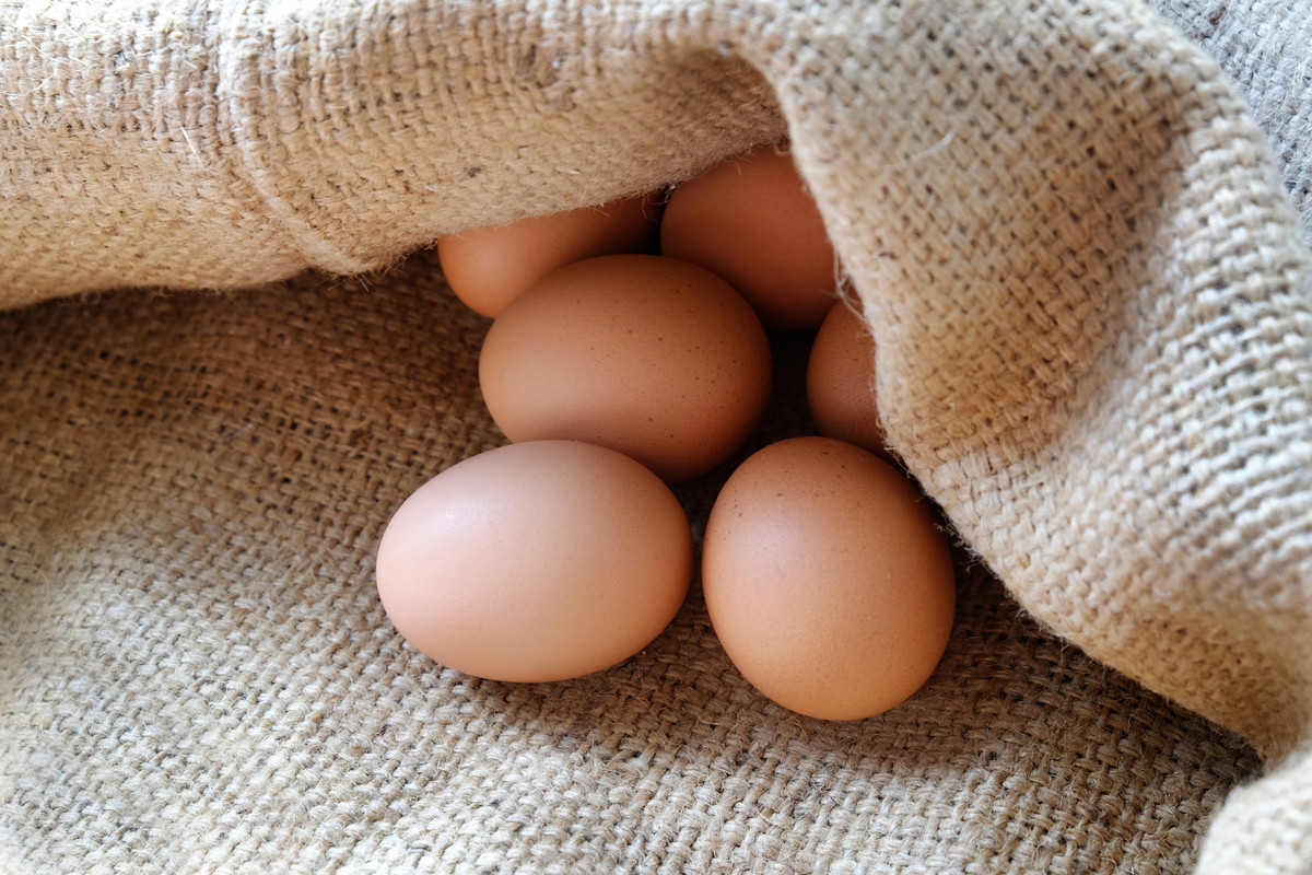 卵１個のタンパク質が筋トレを助ける　筋肉をつけたい人必見